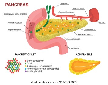 Pancreas flat infographics with isolated colored images for organ studying with text captions pointers and cells vector illustration