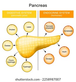 Pancreas function. internal organ of a digestive and endocrine systems. pancreatic juice and hormones of a human pancreas. Hormones: pancreatic polypeptide, somatostatin, insulin, glucagon. vector