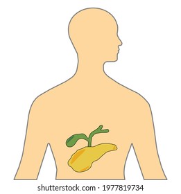 Pancreas and Gall Bladder 3D colored vector image isolated on white for human body awareness and digestive disease education.