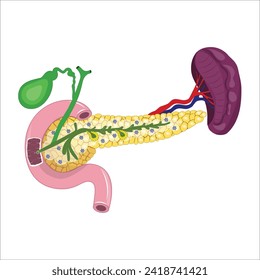 pancreas gall bladder anatomy vector illustration