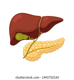 Pancreas, Gall Bladder, Liver And Bile Ducts. Realistic Detailed Flat Vector Illustration. Human Internal Organs.