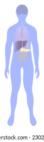 Pancreas highlighted on the silhouette of a human. Pancreas disease
