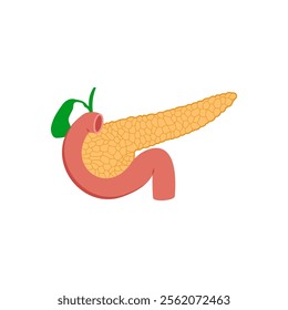 Pancreas, Human Body Part Illustration