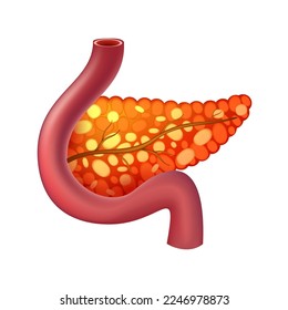 Pancreas of human . Digestive system . Realistic design . Isolated . Vector illustration .