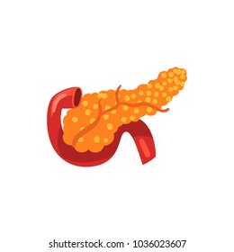 Pancreas, Human Internal Organ Anatomy Vector Illustration On A White Background