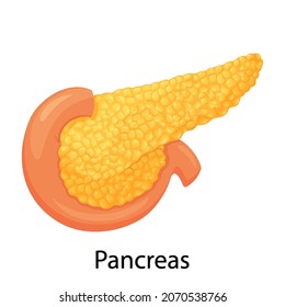 Pancreas, human internal organ anatomy vector Illustration on a white background, flat design