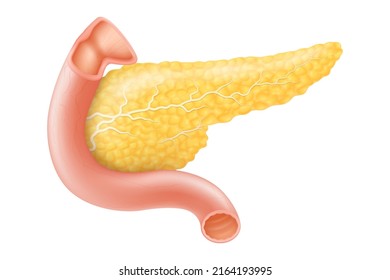 Pancreas, human internal organ anatomy vector Illustration on a white background, flat design