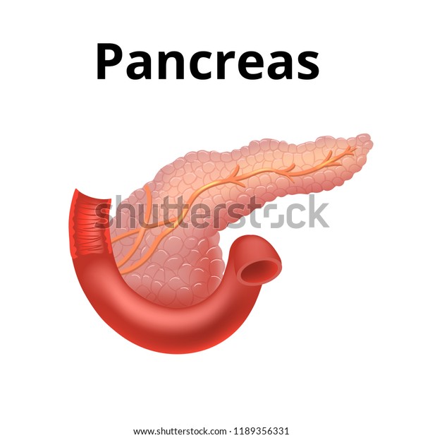 Pancreas icon in realistic\
style isolated on white background. Organs symbol stock vector\
illustration.