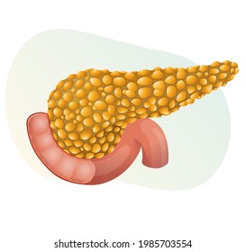 膵臓 イラスト の画像 写真素材 ベクター画像 Shutterstock