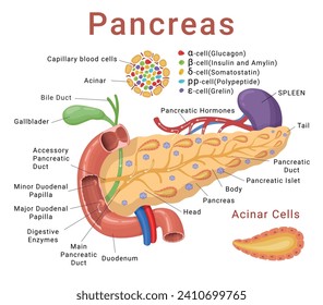 infografía de páncreas esquema médico modelo de sección transversal anatómica con nombres de ilustración vectorial isométrica. Células de diagrama de estructura orgánica interna humana y plantilla de diseño de afiches educativos parciales