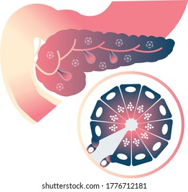 pancreas inner cell of human body