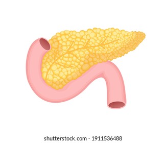 Pancreas isolated on white background. Medicine concept. Flat vector cartoon illustration. Illustration icon.