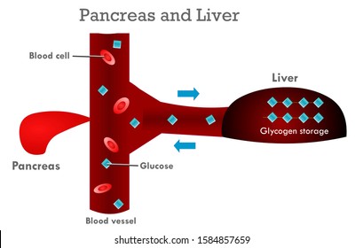 Pancreas Liver working system diagram. Pancreas secretes insulin and glucagon hormones and digestive enzymes. Biology formation structure vector.