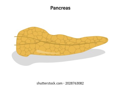 Pancreas on white background vector. Digestive organ vector. Medical education.