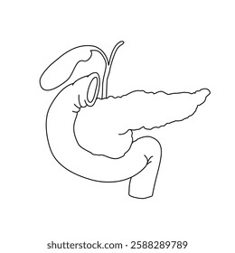 Pancreas organ icon line drawing, hand drawn simple organ vector illustration, infographic line, illustration design for school science education.