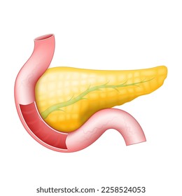 Pancreas with pancreatic duct, Duodenum, and Small Intestine on a white background. human anatomy. Part of a Human digestive system. vector Illustration 