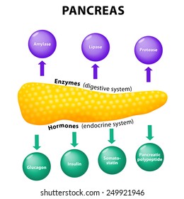 Pancreatic Enzymes Images Stock Photos Vectors Shutterstock