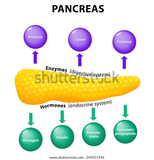 988 Pancreas Function Stock Vectors, Images & Vector Art | Shutterstock