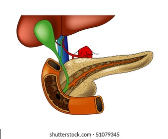 Pancreas in relation to duodenum and liver