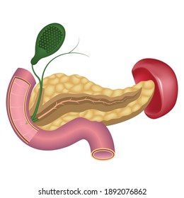 Pancreas with spleen. Placement of the organs of the digestive system and human glands. Duodenum. Vector illustration.