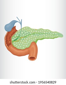 pancreas stomach  endocrine cute health