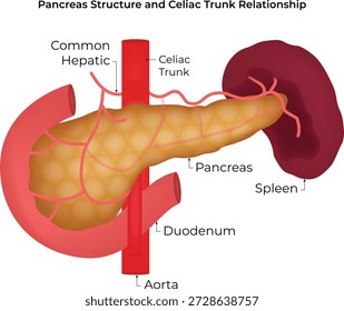 Pancreas Structure and Celiac Trunk Relationship Vector Illustration
