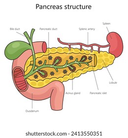 Bauchspeicheldrüsenstrukturdiagramm handgezeichnet schematische Vektorgrafik. Illustration in der Medizin