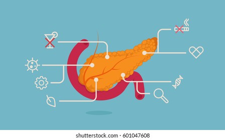 Pancreas vector illustration