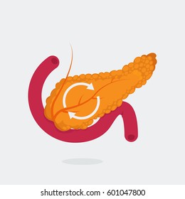 Pancreas vector illustration