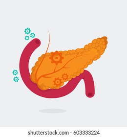 Pancreas vector illustration