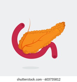 Pancreas Vector Illustration