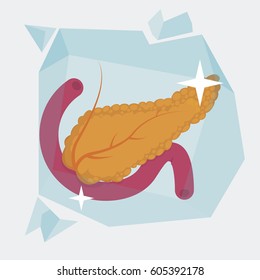 Pancreas vector illustration