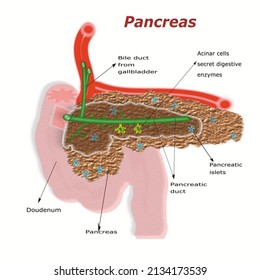 pancreas vector illustration of human pancreas structure .Anatomy of pancreas 