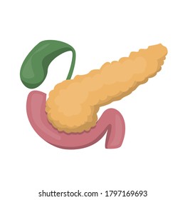 Pancreas vector isolated. Human internal organ, concept of anatomy science. Medicine illustration, part of digestive system.