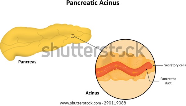 Pancreatic Acinus Labeled Diagram Stock Vector (royalty Free) 290119088