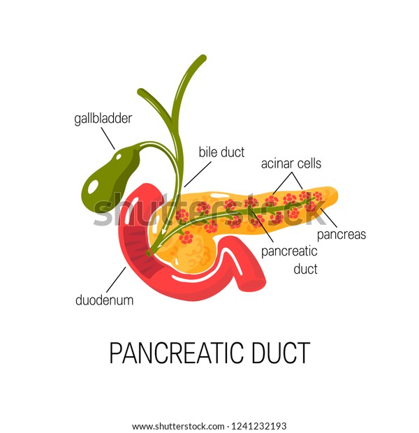 Pancreatic Duct Concept Medical Vector Illustration Stock Vector Biology Diagrams