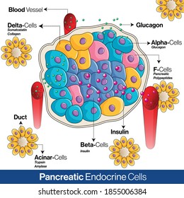 Pancreatic endocrine system anatomy, alpha, beta and delta cells secreting glucagon, insulin, and somatostatin vector illustration