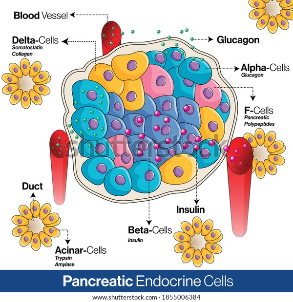 Pancreatic endocrine system anatomy, alpha,\
beta and delta cells secreting glucagon, insulin, and somatostatin\
vector illustration