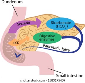 Pancreatic function in a human body vector illustration infographics 