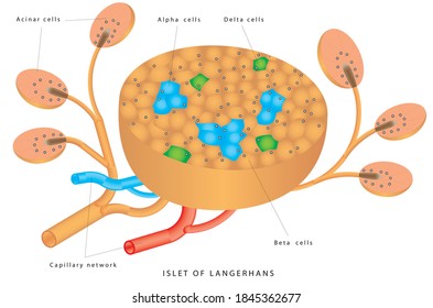 Pancreatic Islet. The Islets Of Langerhans Are Responsible For Endocrine Function Of Pancreas. Each Islet Contains Beta, Alpha, And Delta Cells That Are Responsible For The Secretion Of A Hormones