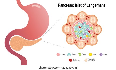 Pancreatic Islet of Langerhans Diagram