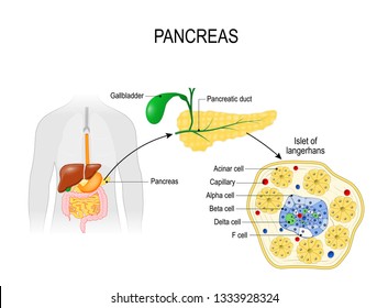 pancreatic islets. pancreas is an organ of the digestive system and endocrine system. silhouette of Human with highlighted internal organs. Closeup of pancreas and  islets of Langerhans. Vector