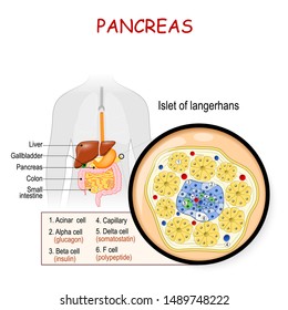 pancreatic islets. pancreas is an organ of the digestive system and endocrine system. silhouette of Human with highlighted internal organs. Closeup of pancreas and islets of Langerhans