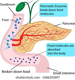 Pancreatic role and functionin digestion process in a human body  vector illustration infographics 