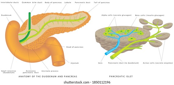 Pancreaticobiliary System. Structure and Function of the Pancreaticobiliary System. Pancreas and duodenum location. The islets of Langerhans are responsible for endocrine function of pancreas