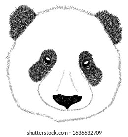 Panda animal cute face. Asian panda bear head portrait. Realistic fur portrait funny black and white panda animal isolated