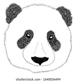 Panda animal cute face. Asian panda bear head portrait. Realistic fur portrait funny black and white panda animal isolated