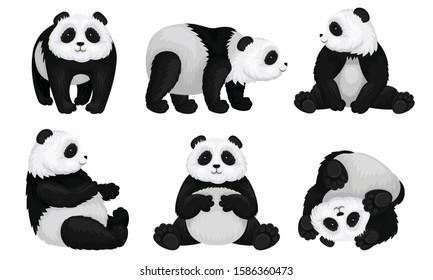 Panda Animal in Different Poses Vector Set. Bear Sitting and Turning Upside-down on the Ground