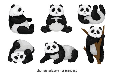 Panda Animal in Different Poses Vector Set. Bear Climbing the Tree and Turning Upside-down on the Ground