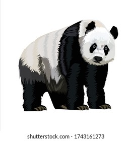 Panda Animal Vector Illustration Design